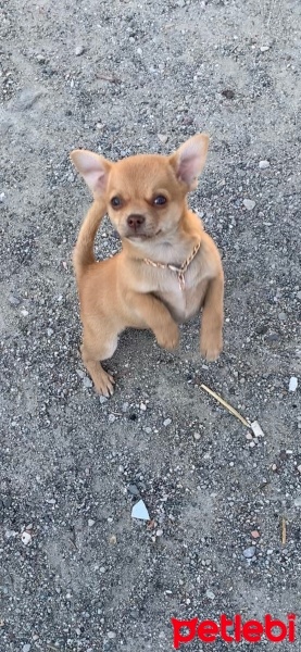 Chihuahua, Köpek  Memati fotoğrafı
