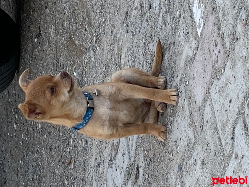 Chihuahua, Köpek  Memati fotoğrafı