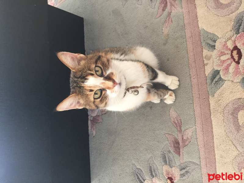 American Shorthair, Kedi  Sevdiye fotoğrafı