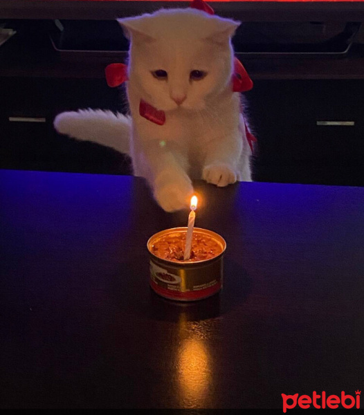 Chinchilla, Kedi  Mia fotoğrafı