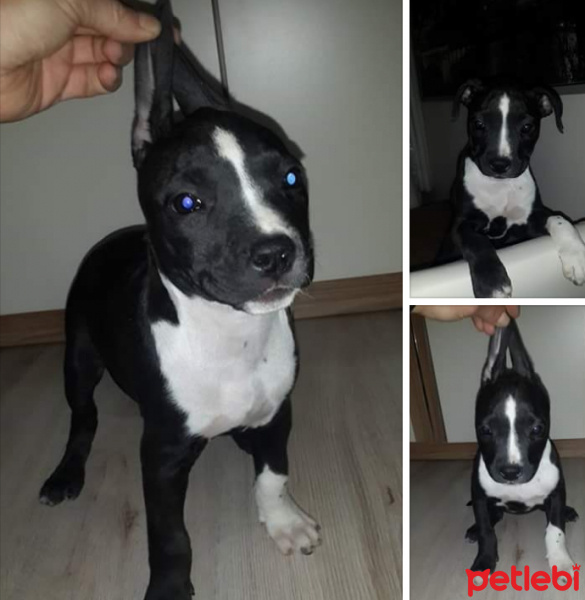 Amerikan Staffordshire Terrier, Köpek  Pincır fotoğrafı