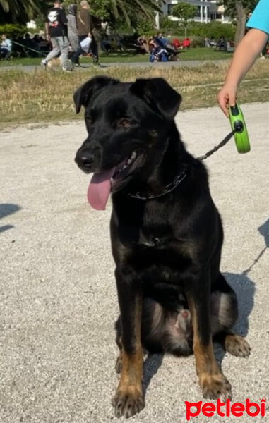 Rottweiler, Köpek  Kömür fotoğrafı