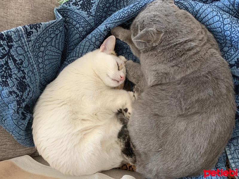 British Shorthair, Kedi  boncuk fotoğrafı