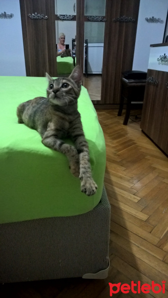 Tekir Kedi, Kedi  Boncuk fotoğrafı
