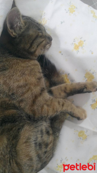 Tekir Kedi, Kedi  Boncuk fotoğrafı
