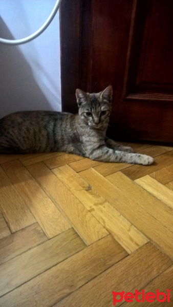 Tekir Kedi, Kedi  Boncuk fotoğrafı