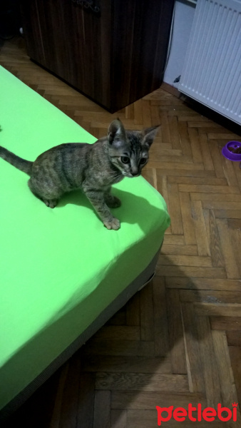 Tekir Kedi, Kedi  Boncuk fotoğrafı