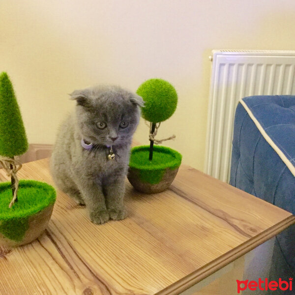 Scottish Fold, Kedi  Mişa fotoğrafı