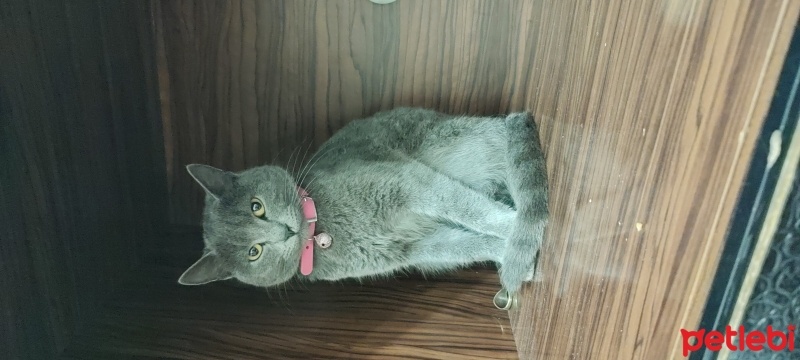 British Shorthair, Kedi  Sansli fotoğrafı