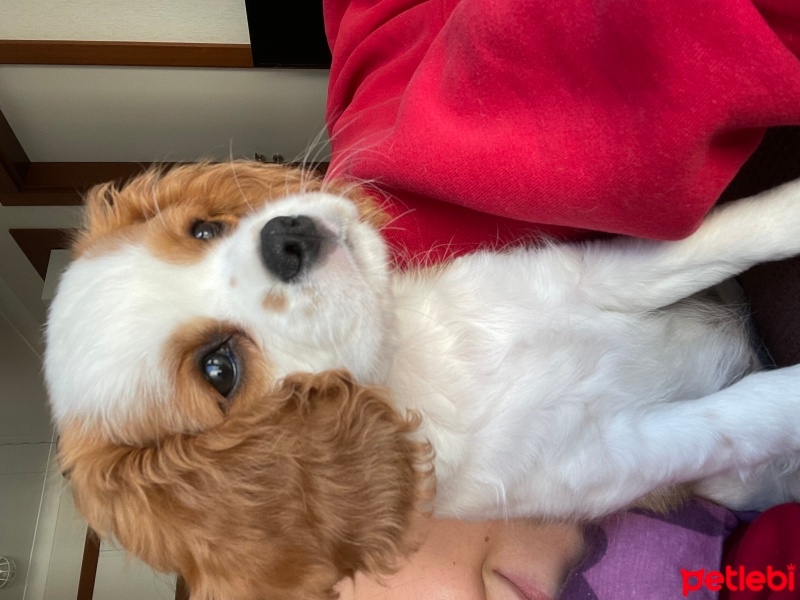 Cavalier King Charles Spanieli, Köpek  Roxy fotoğrafı