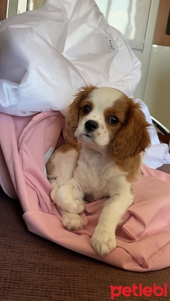 Cavalier King Charles Spanieli, Köpek  Roxy fotoğrafı
