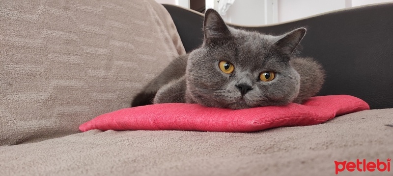 British Shorthair, Kedi  Toffee fotoğrafı