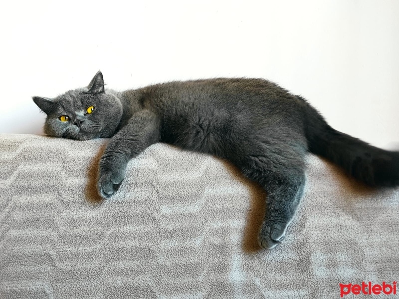 British Shorthair, Kedi  Toffee fotoğrafı