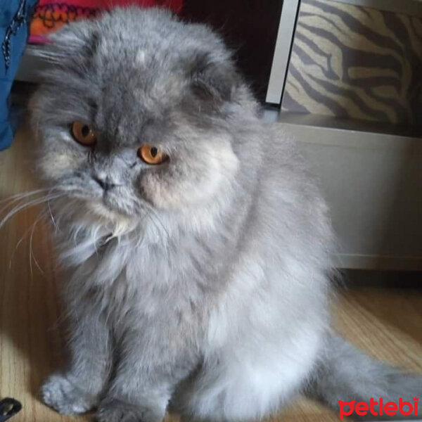 Scottish Fold, Kedi  Mia  fotoğrafı