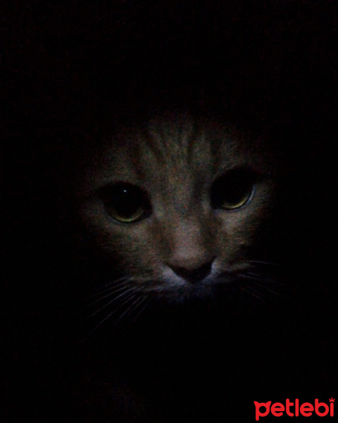 American Bobtail, Kedi  Tarçın fotoğrafı