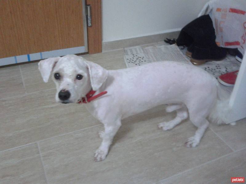 West Highland White Terrier, Köpek  Lucky fotoğrafı