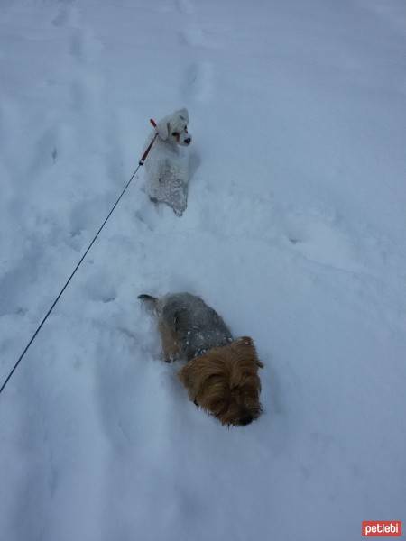 West Highland White Terrier, Köpek  Lucky fotoğrafı