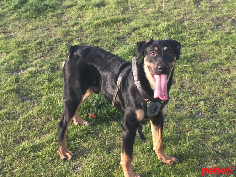 Rottweiler, Köpek  Reis fotoğrafı