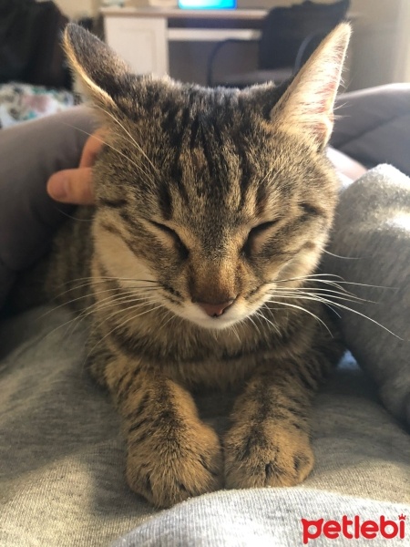 Tekir Kedi, Kedi  Venüs fotoğrafı