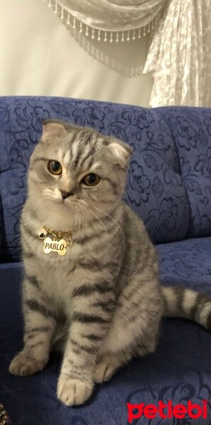 Scottish Fold, Kedi  Pablo Escobar fotoğrafı