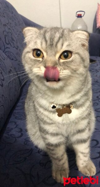 Scottish Fold, Kedi  Pablo Escobar fotoğrafı