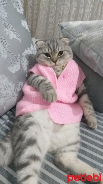 Scottish Fold, Kedi  Pablo Escobar fotoğrafı