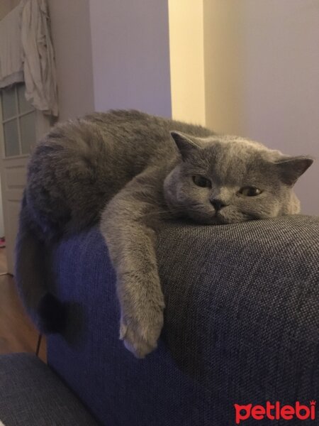 British Shorthair, Kedi  Buğday fotoğrafı