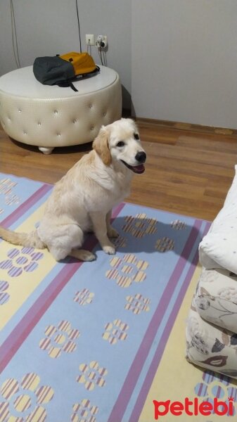 Golden Retriever, Köpek  lila fotoğrafı