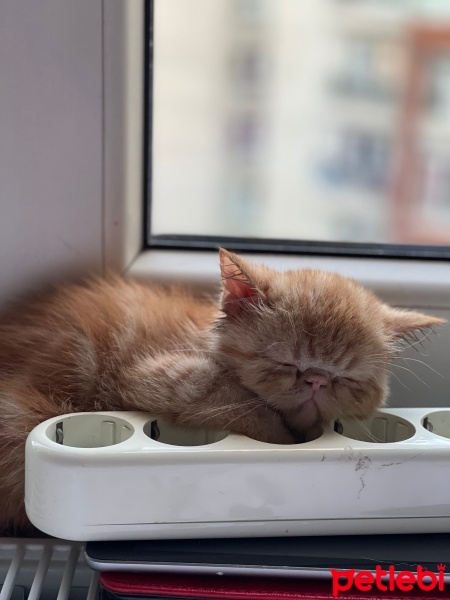 Exotic Shorthair, Kedi  Sushi fotoğrafı