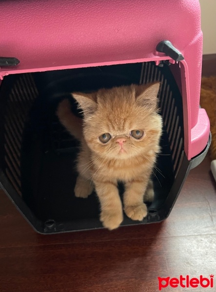 Exotic Shorthair, Kedi  Sushi fotoğrafı