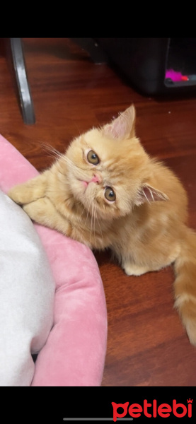 Exotic Shorthair, Kedi  Sushi fotoğrafı