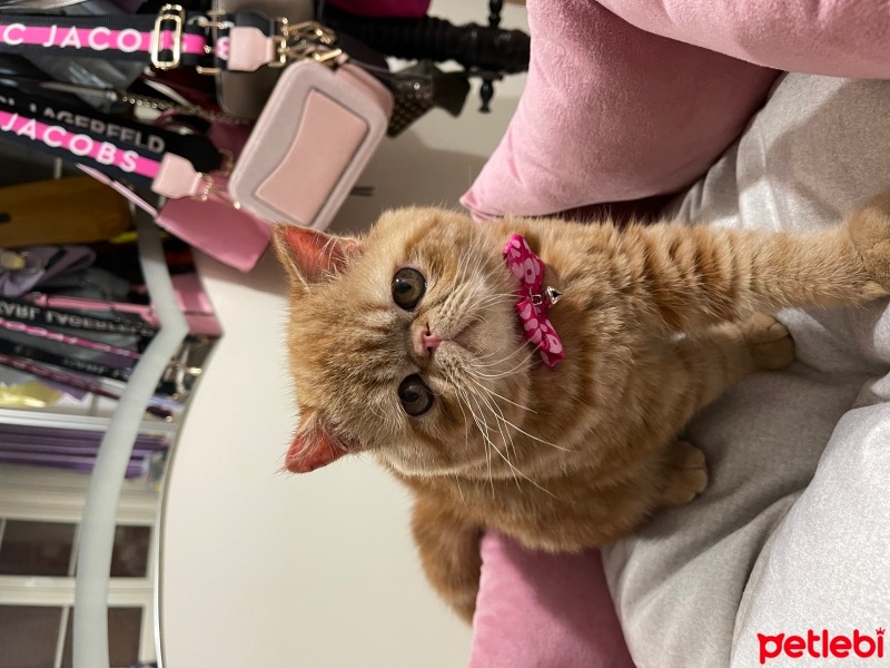 Exotic Shorthair, Kedi  Sushi fotoğrafı