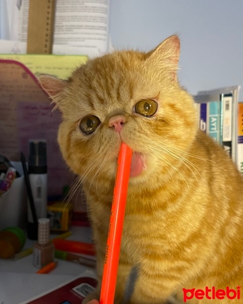 Exotic Shorthair, Kedi  Sushi fotoğrafı