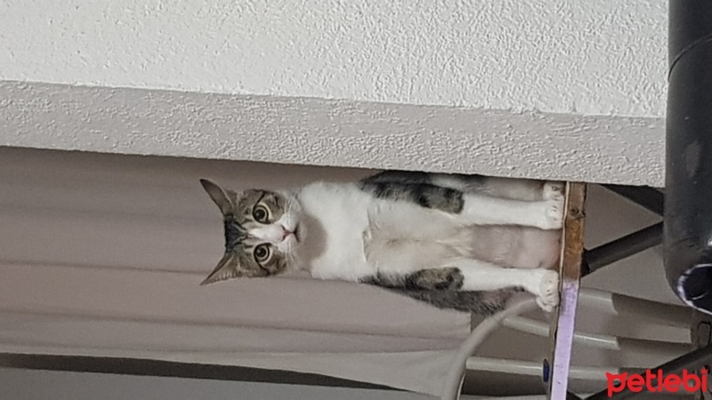 Tekir Kedi, Kedi  ÇAKIL fotoğrafı
