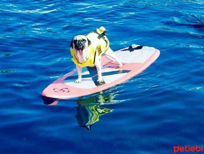 Pug, Köpek  Remzi fotoğrafı