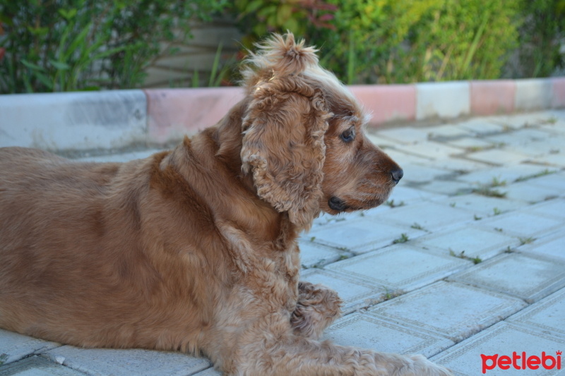 Amerikan Cocker Spaniel, Köpek  Badem fotoğrafı