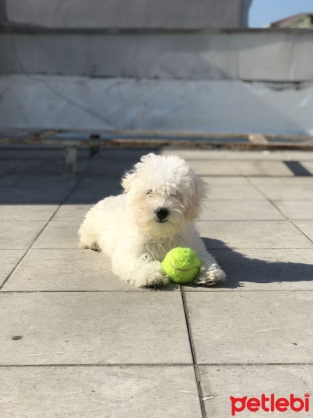 Maltese, Köpek  Casper fotoğrafı
