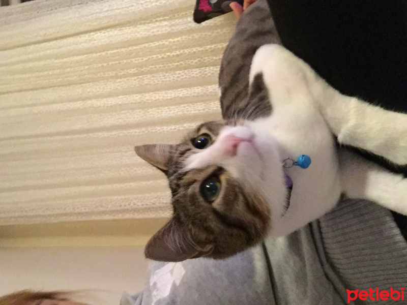 Tekir Kedi, Kedi  Ponçik fotoğrafı