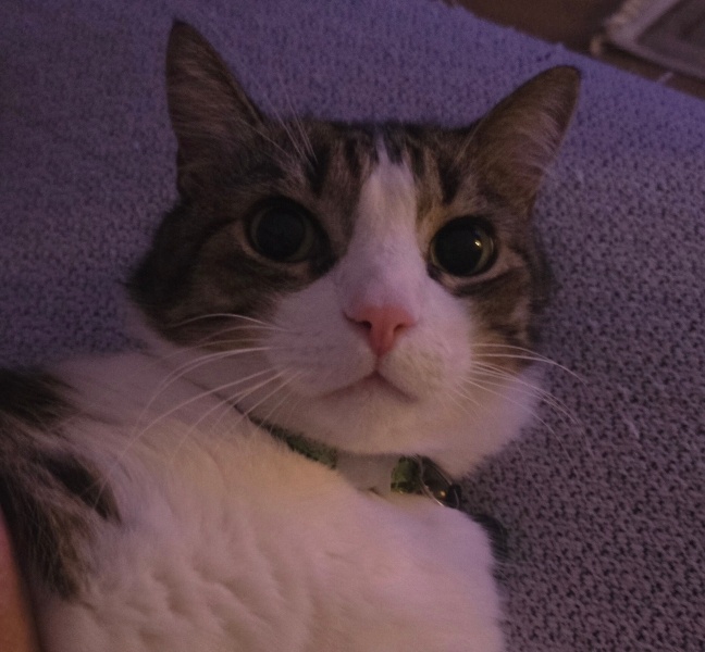 Tekir Kedi, Kedi  Ponçik fotoğrafı