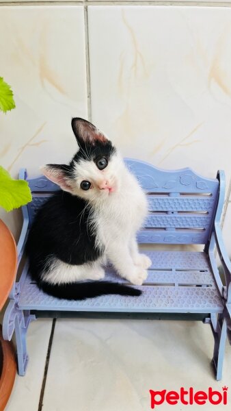 Tuxedo (Smokin) Kedi, Kedi  Panda fotoğrafı