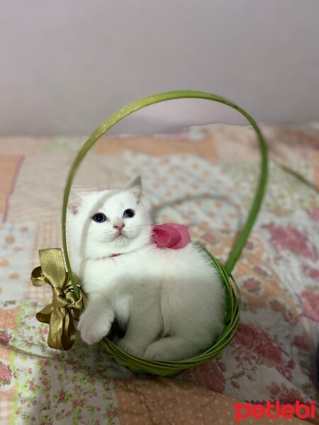 British Shorthair, Kedi  Lila fotoğrafı