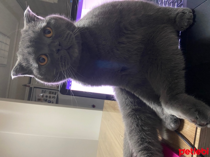 Scottish Fold, Kedi  Gece fotoğrafı