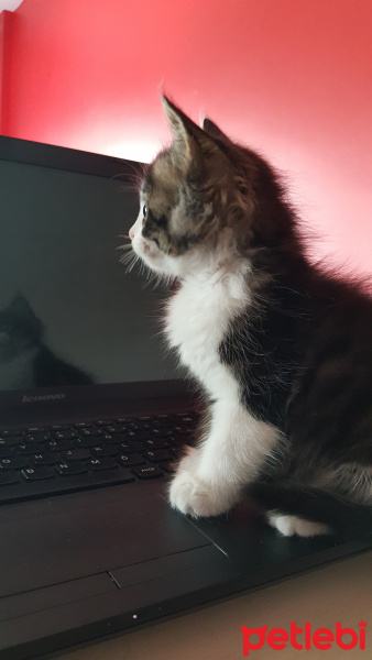 Tekir Kedi, Kedi  nazlı fotoğrafı