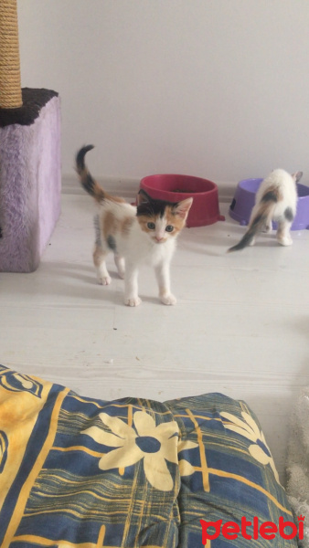 Tekir Kedi, Kedi  Küçük dostumuza yuva arıyoruz fotoğrafı
