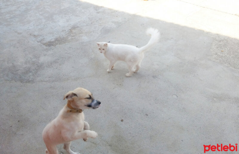 Ankara Kedisi, Kedi  Minnoş fotoğrafı