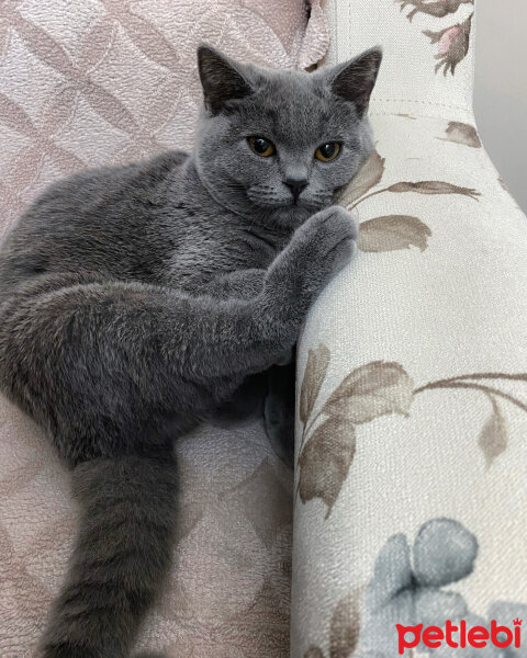 British Shorthair, Kedi  Venüs fotoğrafı