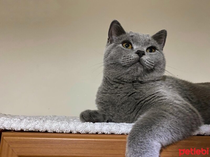 British Shorthair, Kedi  Venüs fotoğrafı