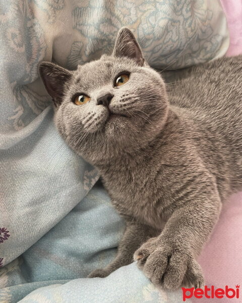 British Shorthair, Kedi  Venüs fotoğrafı