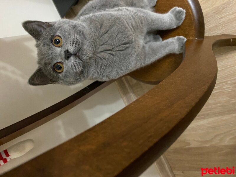 British Shorthair, Kedi  Venüs fotoğrafı