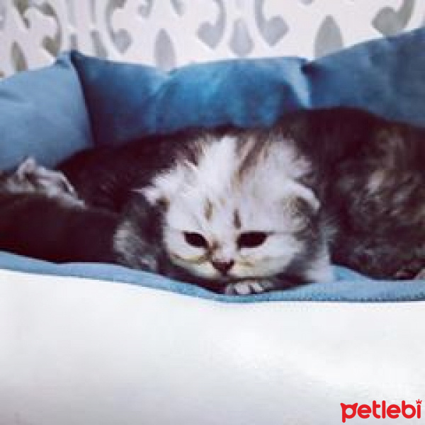 Chinchilla, Kedi  maya fotoğrafı